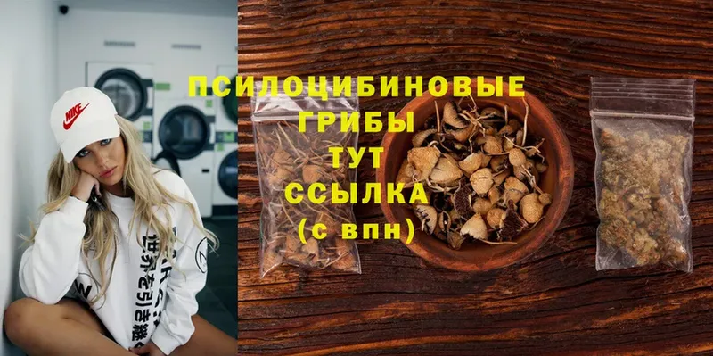 Псилоцибиновые грибы Cubensis  что такое   Геленджик 